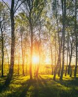 le coucher du soleil ou lever du soleil dans une printemps bouleau forêt avec brillant Jeune feuillage embrasé dans le des rayons de le Soleil. ancien film esthétique. photo