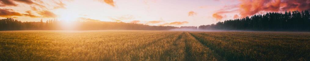 panorama de une lever du soleil dans un agricole champ avec brouillard et d'or seigle couvert avec rosée sur un de bonne heure été Matin. esthétique de ancien film. photo