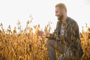 agriculteur ou agronome dans soja champ examiner surgir à le coucher du soleil photo