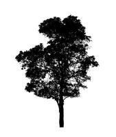 silhouette d'arbre pour pinceau sur fond blanc photo