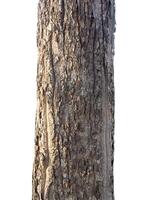 tronc de le arbre des stands sur une blanc Contexte photo