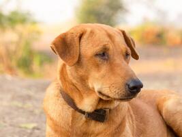 proche en haut de, rouge Masculin chien photo