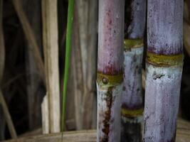 plantations de canne à sucre, la plante tropicale agricole en thaïlande photo