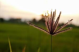 Matin herbe fleurs ensoleillement photo