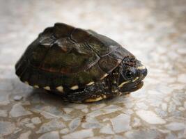 le tortue cache dans le coquille photo