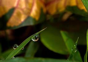 goutte de rosée sur un brin d'herbe photo