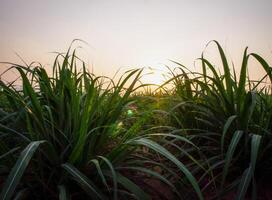 plantations de canne à sucre, la plante tropicale agricole en thaïlande photo