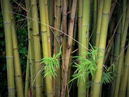 bambou feuilles, bambou dans Thaïlande. photo