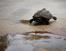 tortues aller lentement. photo