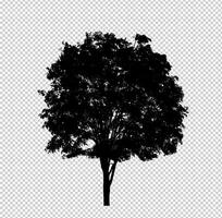 silhouette d'arbre sur fond transparent avec chemin de détourage et alpha photo