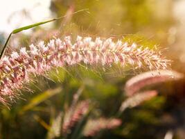 Matin herbe fleurs ensoleillement photo