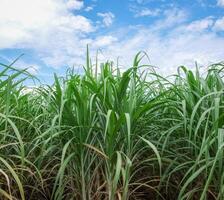 plantations de canne à sucre, la plante tropicale agricole en thaïlande photo