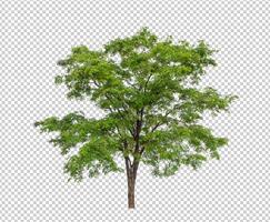 arbre sur transparent Contexte avec coupure chemin, Célibataire arbre avec coupure chemin et alpha canal photo