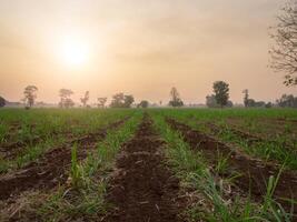 canne à sucre plantations, tropical végétaux, agriculture et couchers de soleil dans Thaïlande photo