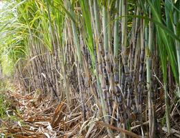 plantations de canne à sucre, la plante tropicale agricole en thaïlande photo