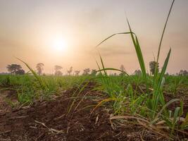 canne à sucre plantations, tropical végétaux, agriculture et couchers de soleil dans Thaïlande photo