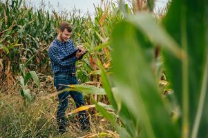 agronome détient tablette toucher tampon ordinateur dans le blé champ et examiner cultures avant récolte. secteur agroalimentaire concept. agricole ingénieur permanent dans une blé champ avec une tablette. photo