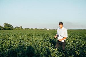 agronome détient tablette toucher tampon ordinateur dans le soja champ et examiner cultures avant récolte. secteur agroalimentaire concept. agricole ingénieur permanent dans une soja champ avec une tablette dans été. photo