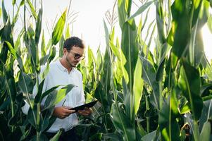 agronome détient tablette toucher tampon ordinateur dans le blé champ et examiner cultures avant récolte. secteur agroalimentaire concept. agricole ingénieur permanent dans une blé champ avec une tablette dans été. photo