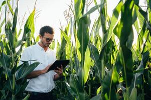 agronome détient tablette toucher tampon ordinateur dans le blé champ et examiner cultures avant récolte. secteur agroalimentaire concept. agricole ingénieur permanent dans une blé champ avec une tablette dans été. photo