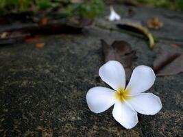 blanc fleurs sur le route. photo