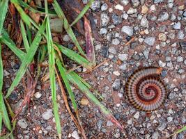 une enroulé mille-pattes en forme de sur sol. photo