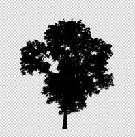 silhouette d'arbre sur fond transparent avec chemin de détourage et alpha photo