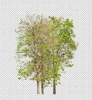 arbre sur transparent Contexte avec coupure chemin, Célibataire arbre avec coupure chemin et alpha canal photo