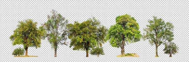 des arbres isolé sur transparent Contexte forêt et été feuillage pour tous les deux impression et la toile avec Couper chemin et alpha canal photo