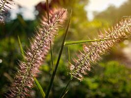 Matin herbe fleurs ensoleillement photo