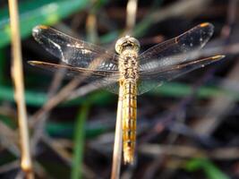 magnifique la nature scène libellule, montrant de yeux et ailes détail. photo