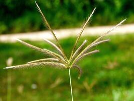 Matin herbe fleurs ensoleillement photo