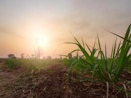 canne à sucre plantations, tropical végétaux, agriculture et couchers de soleil dans Thaïlande photo