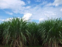 plantations de canne à sucre, la plante tropicale agricole en thaïlande photo