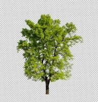 arbre sur fond d'image transparent avec chemin de détourage, arbre unique avec chemin de détourage et canal alpha photo