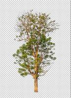 arbre sur fond d'image transparent avec chemin de détourage, arbre unique avec chemin de détourage et canal alpha photo