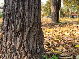 tronc de gros des arbres et ensoleillement dans le vert forêt photo