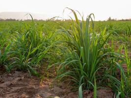 plantations de canne à sucre, la plante tropicale agricole en thaïlande photo