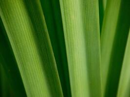 pandan arbre, magnifique vert feuille texture Contexte photo