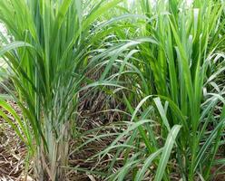 plantations de canne à sucre, la plante tropicale agricole en thaïlande photo