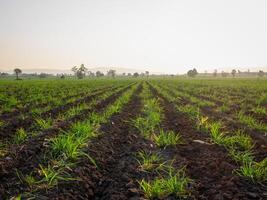 canne à sucre plantations, agricole les plantes grandir en haut photo