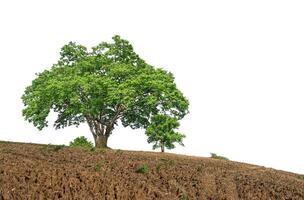 groupe de vert des arbres sur une monticule sur une blanc Contexte. photo