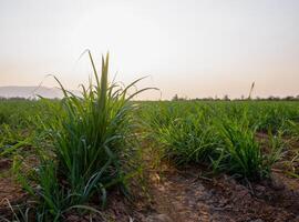 plantations de canne à sucre, la plante tropicale agricole en thaïlande photo