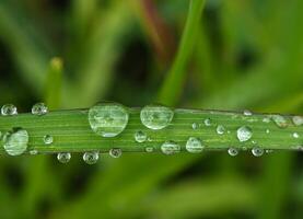 goutte de rosée le matin sur la feuille photo