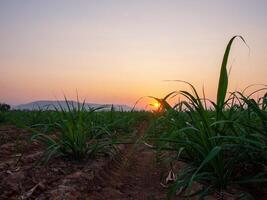 plantations de canne à sucre, la plante tropicale agricole en thaïlande photo