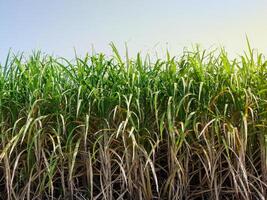 plantations de canne à sucre, la plante tropicale agricole en thaïlande photo