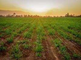 canne à sucre plantations et canne à sucre cultivation dans le soir, le coucher du soleil photo