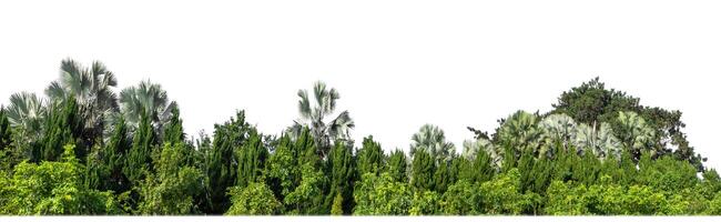 arbres verts isolés sur fond blanc.forêt et feuillage en été pour l'impression et les pages web avec chemin de coupe et canal alpha photo