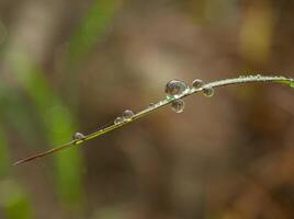 goutte de rosée le matin sur la feuille photo