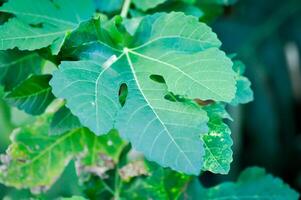 ficus carica, figure ou commun figure plante ou figure feuille photo